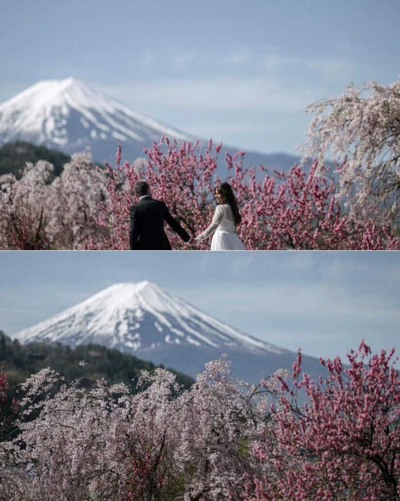 The bride looks back as the couple walk hand in hand through flowering peach and weeping cherry below Mt Fuji, then the blossom without them.