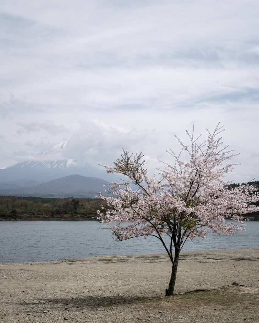 A lone cherry tree blossoms on a quiet lakeshore in April, Mt Fuji half hidden in cloud above a smaller wooded mountain.