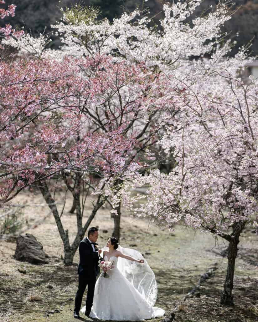 The bride and groom stand among cherry trees in full bloom for their Mt Fuji wedding portraits, the wind lifting her veil out behind her.