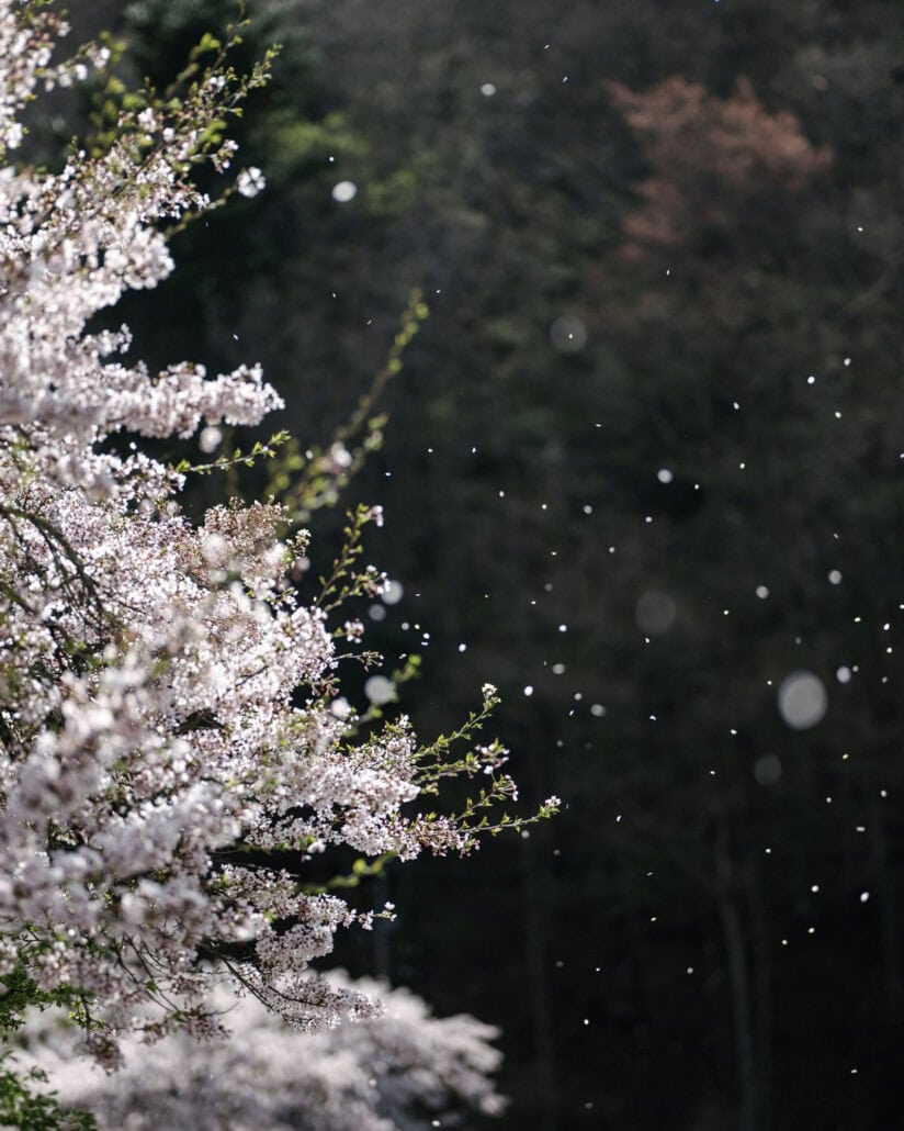 Petals fall from a cherry branch in full bloom against a dark forest, the hanafubuki, or flower snowstorm, of a spring wedding at Mt Fuji.