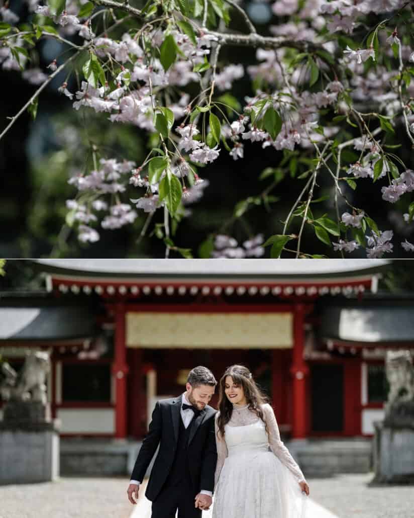 Cherry blossom with fresh green leaves, and the couple walk hand in hand in front of a red shrine hall flanked by stone guardian lions.