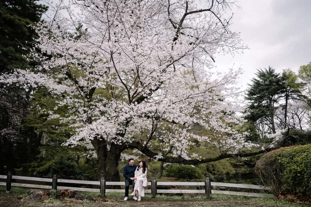 The couple sit on a low wooden fence beneath a single cherry tree in full bloom in a Tokyo park, before their wedding in Japan.