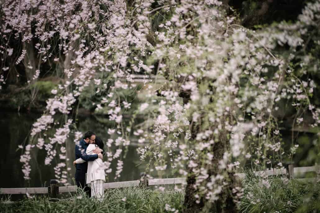 A weeping cherry in bloom hangs over a pond in a Tokyo park as the couple hold each other by a wooden rail during pre-wedding photos.