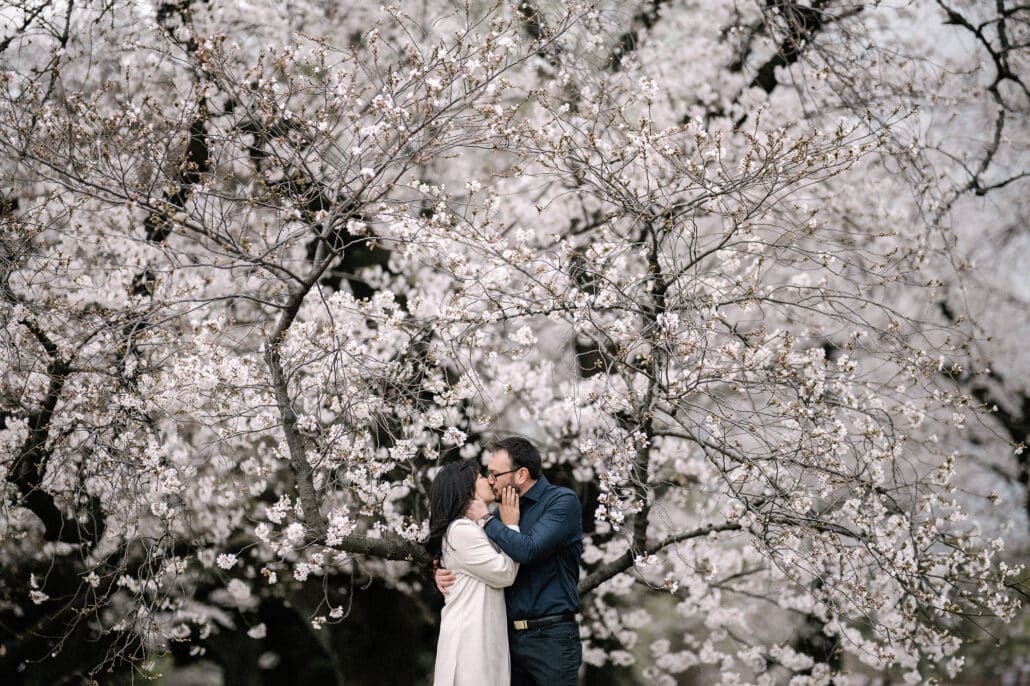 Under a canopy of pale cherry blossom, they hold each other's faces in a kiss at the height of cherry blossom season in Tokyo.