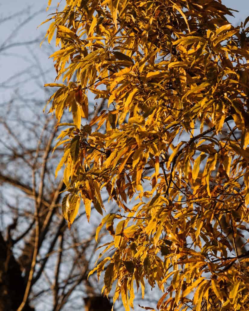 Golden autumn foliage in Japan glows in low sun against a pale blue sky and bare branches, late November colour on the day of the elopement.