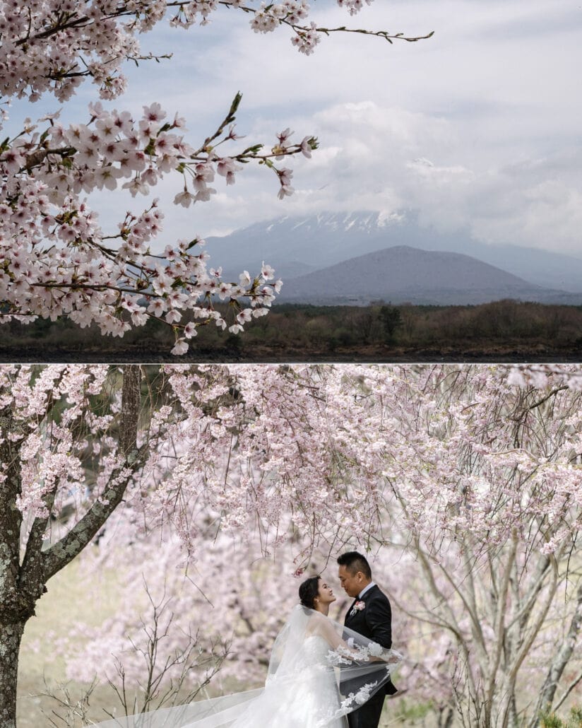 Mt Fuji hides in cloud beyond cherry blossom branches, and the couple stand face to face under cherry trees in full bloom, her veil lifting.