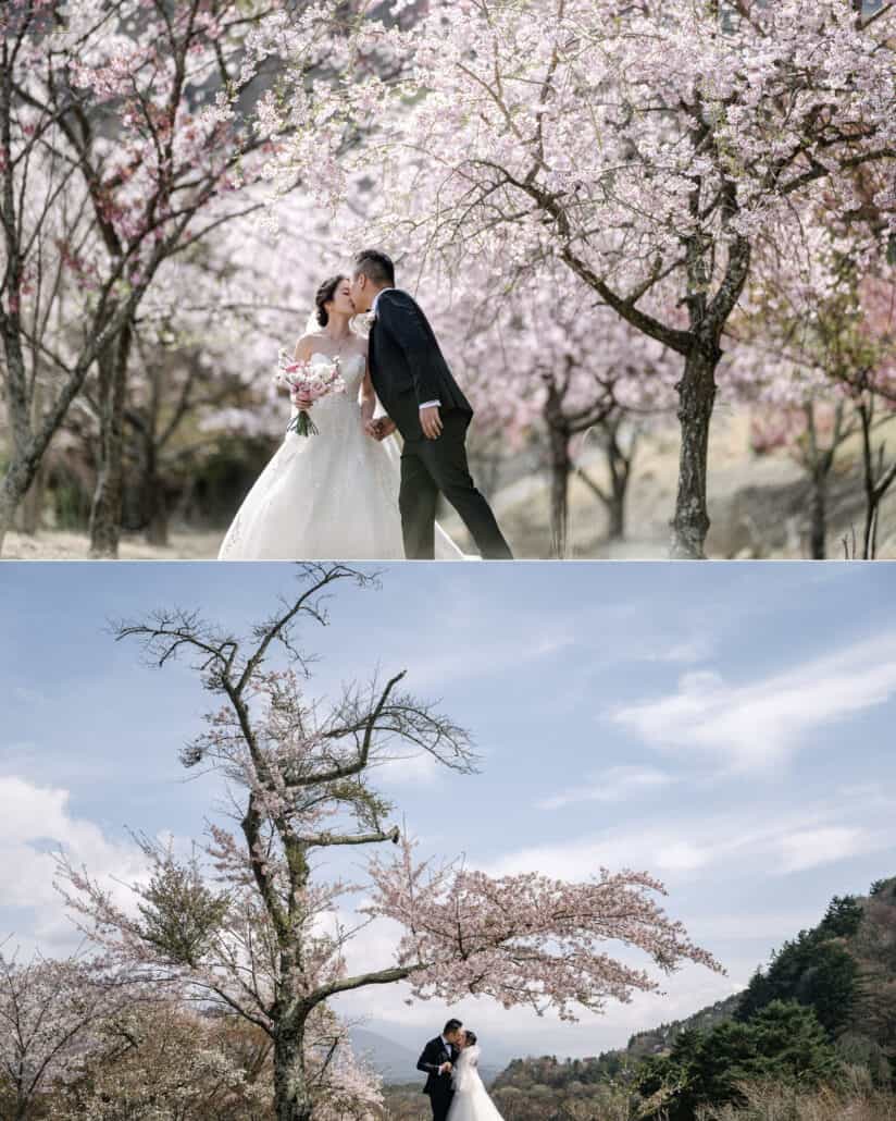 The couple kiss under pink cherry trees in full bloom, then stand small beneath a tall cherry tree against a blue sky on their Mt Fuji wedding day.