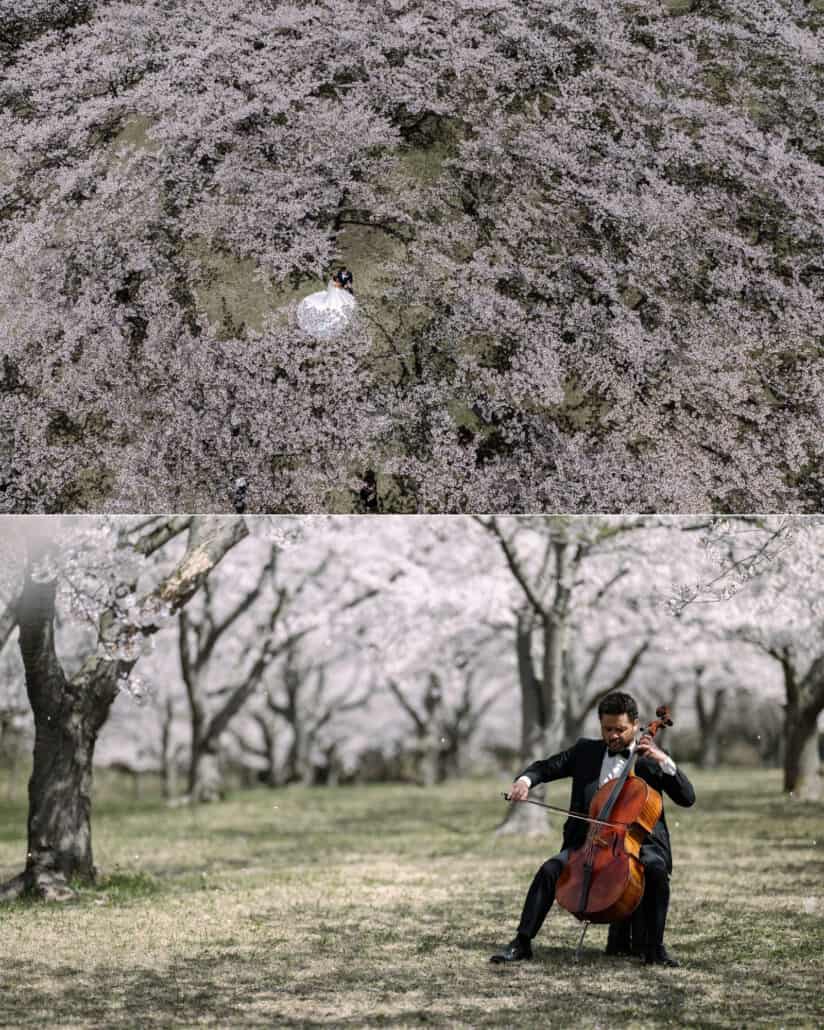 The couple seen from above in a canopy of white blossom, and the cellist playing on the grass below the cherry trees.