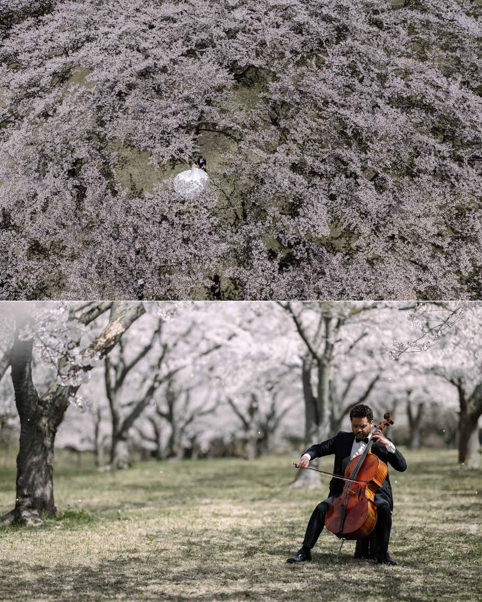 Seen from above, the couple stand in a canopy of white cherry blossom while a cellist plays on the grass, a cherry blossom wedding in Japan.