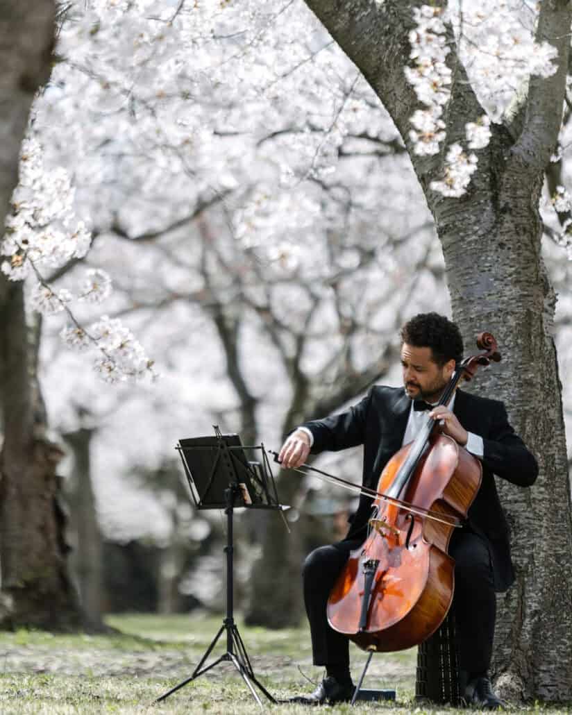 A cellist in a black tuxedo plays under a canopy of white cherry blossoms, his music stand beside him, before the ceremony.