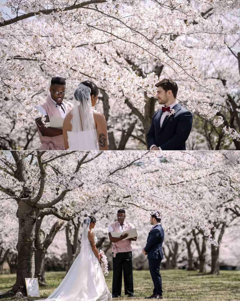 Their friend laughs as he reads to the couple, and a wide view of the three of them under the cherry blossoms of Aomori.