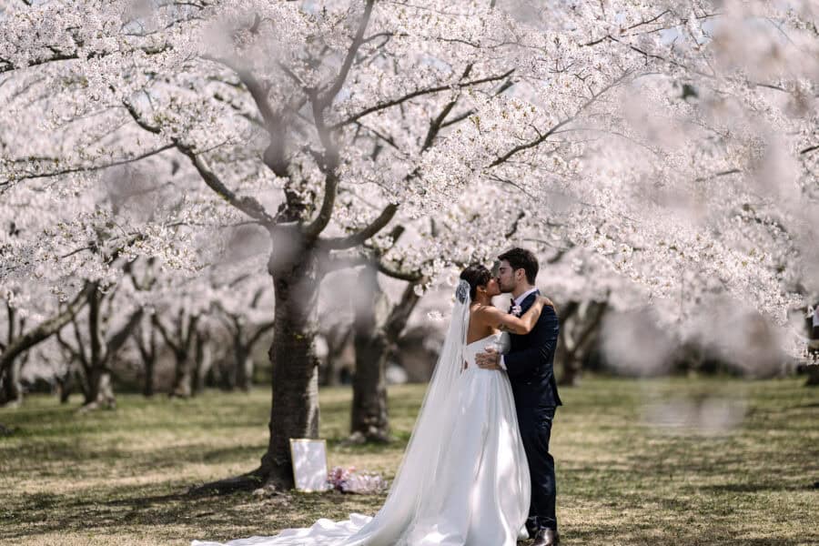 The bride and groom kiss beneath a canopy of white cherry blossoms at their cherry blossom wedding ceremony in Aomori, her veil on the grass.