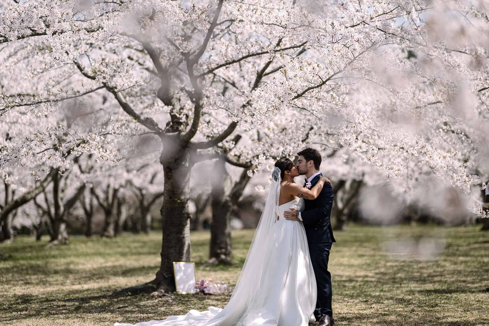 The bride and groom kiss beneath a canopy of white cherry blossoms at their cherry blossom wedding ceremony in Aomori, her veil on the grass.
