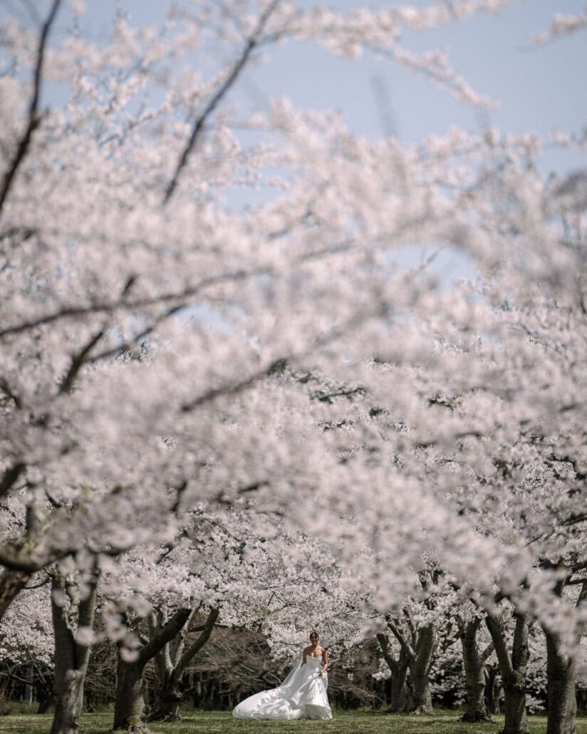 A small figure in white beneath an enormous canopy of cherry blossoms, the bride running across the grass after her ceremony.