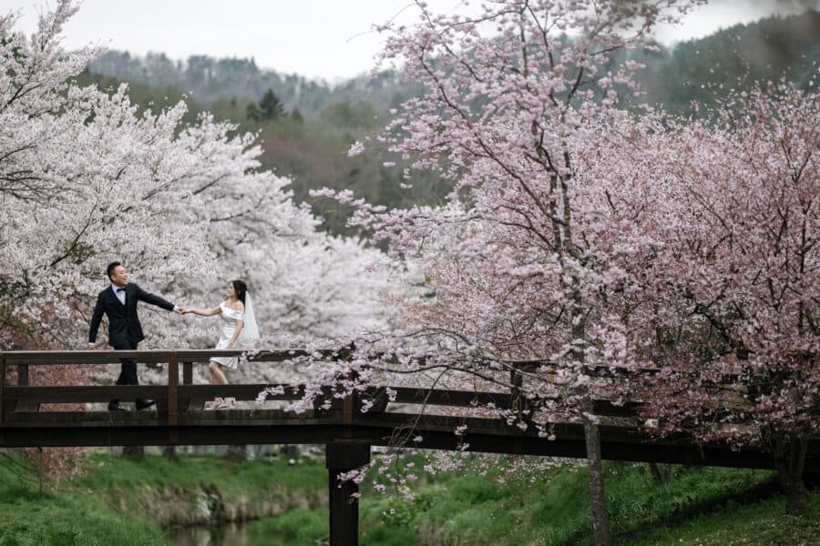 The groom leads the bride by the hand across a wooden footbridge beneath cherry trees in full bloom, on a cherry blossom photoshoot in Japan.
