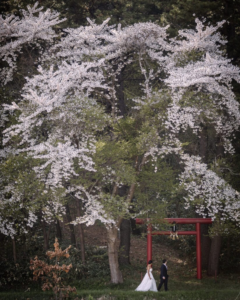 A great cherry tree in bloom towers over a small red torii, the bride and groom walking beneath it on a spring afternoon in Aomori.