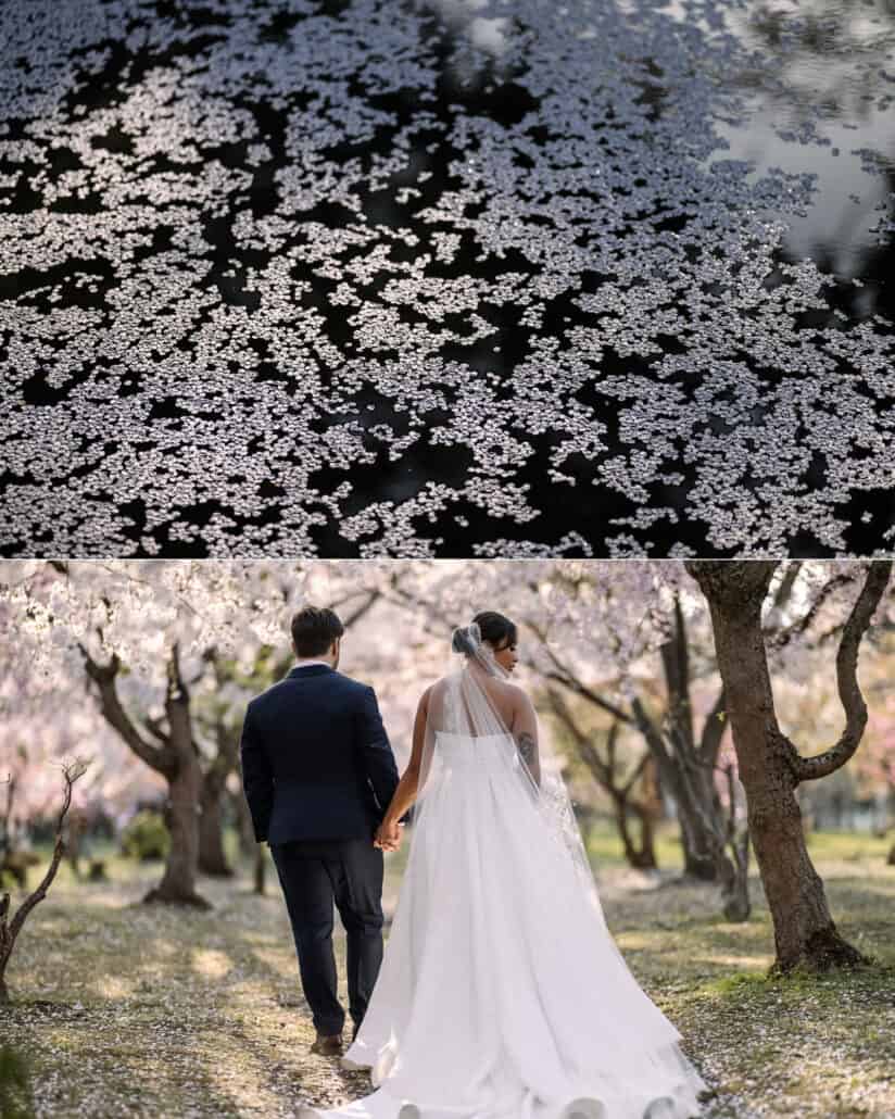 Fallen cherry petals covering the dark water of a Hirosaki moat, and the couple walking away under the cherry trees.