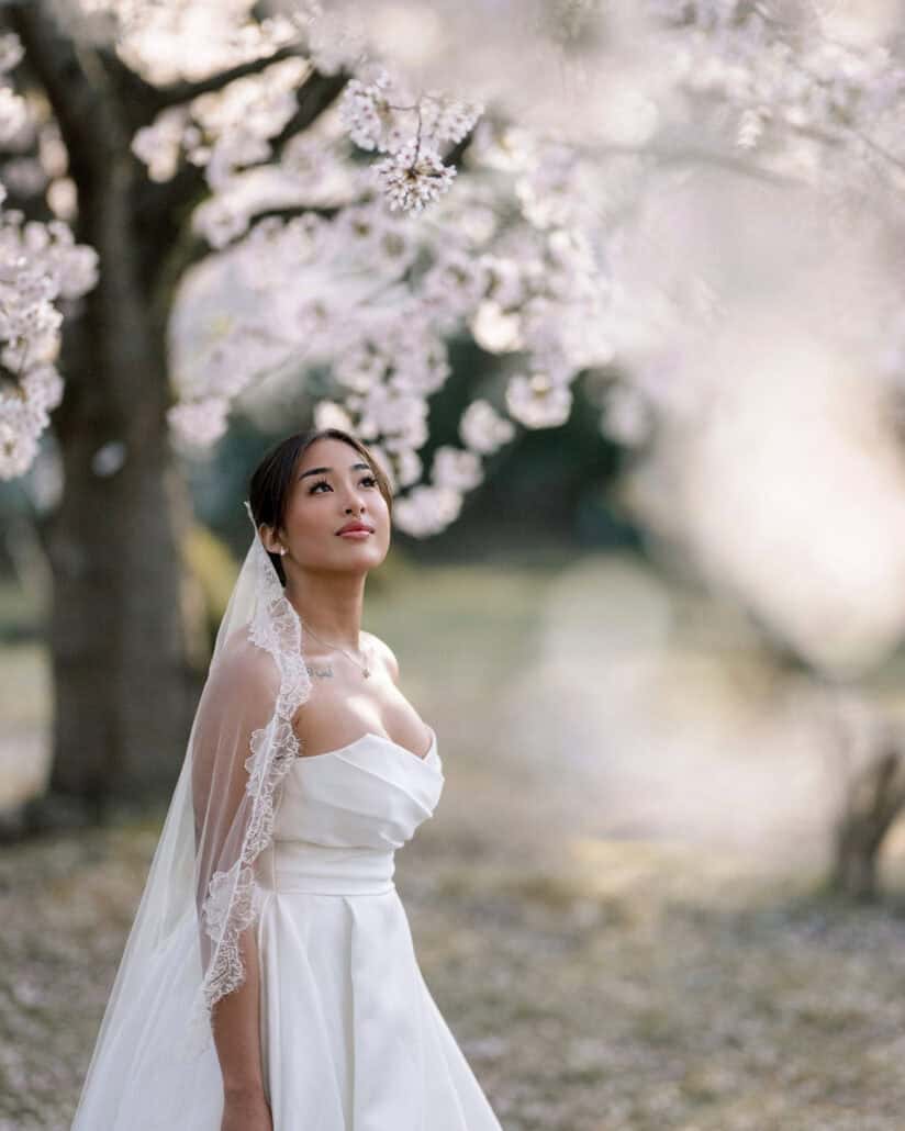 Looking up into the branches, the bride stands in her lace veil beneath the cherry trees of Hirosaki in evening light.