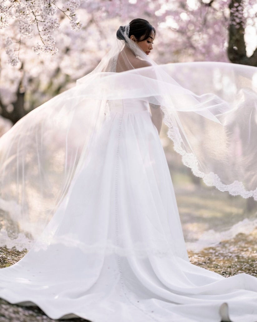 Caught by a gust, the bride's long lace veil flies out in an arc under the pink cherry trees of Hirosaki.