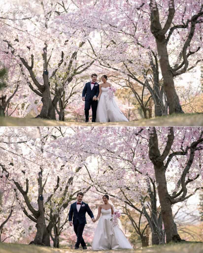 The bride and groom walk hand in hand toward the camera down an avenue of pink cherry trees in Hirosaki.