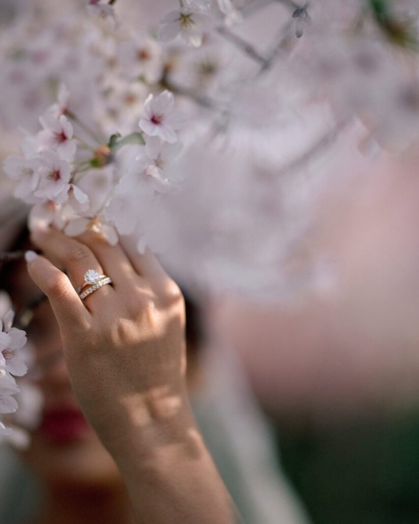 Her wedding rings glint as the bride's fingers touch a sprig of cherry blossom in Hirosaki.