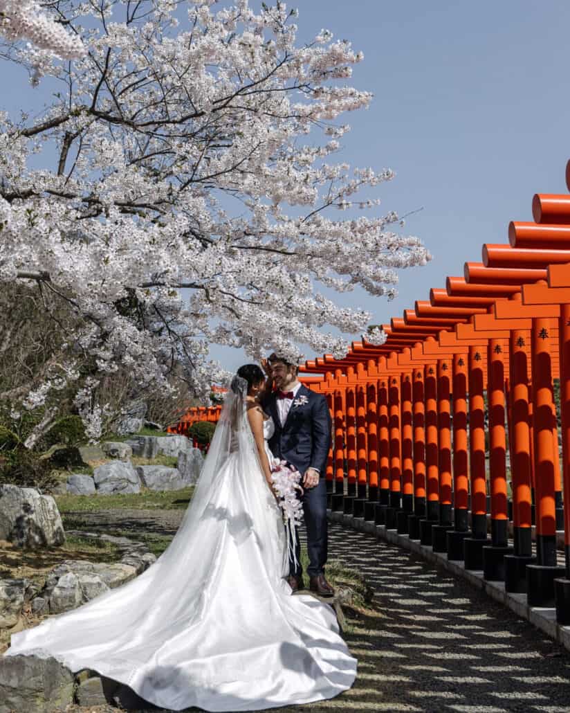 A cherry tree in full bloom arches over the newlyweds beside the curving tunnel of red torii at Takayama Inari Shrine.