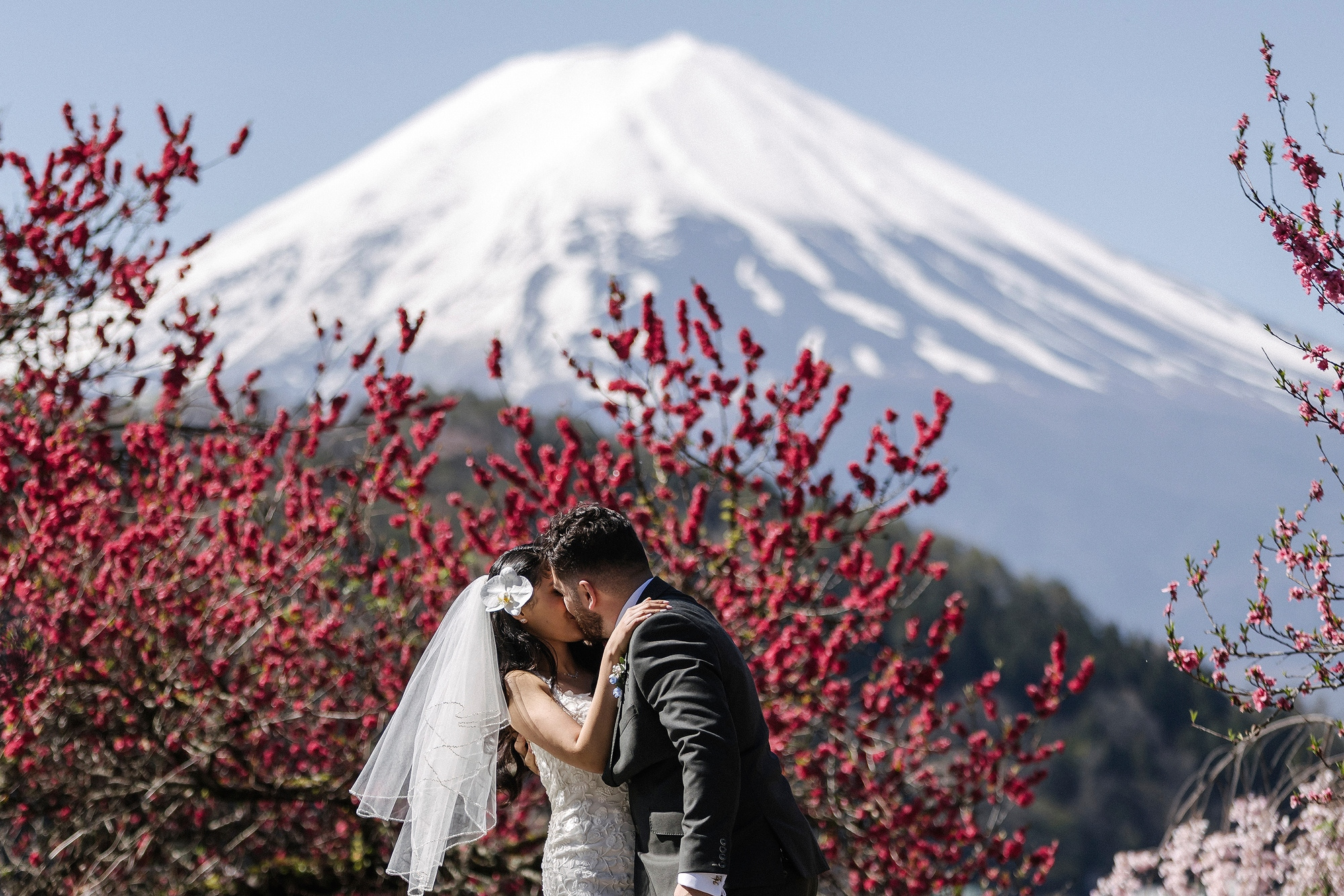 The bride and groom kiss among deep pink blossom with a snow-covered Mt Fuji behind them, at their cherry blossom elopement in Japan.