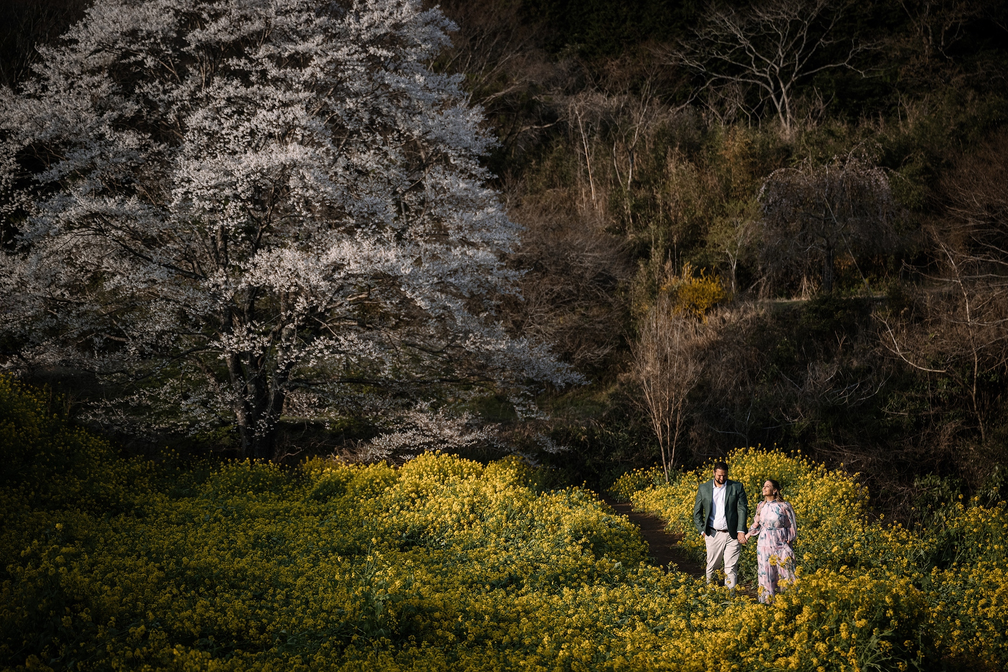 A couple stands small in a valley of yellow nanohana beneath one great white cherry tree during a post-wedding photoshoot in Japan.