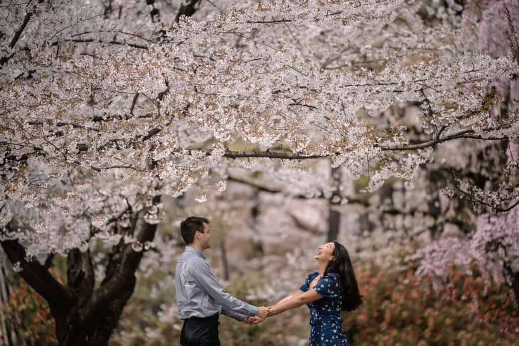 Holding hands under a wide canopy of pale cherry blossoms in Hirosaki Park, the newly engaged couple lean back and laugh.