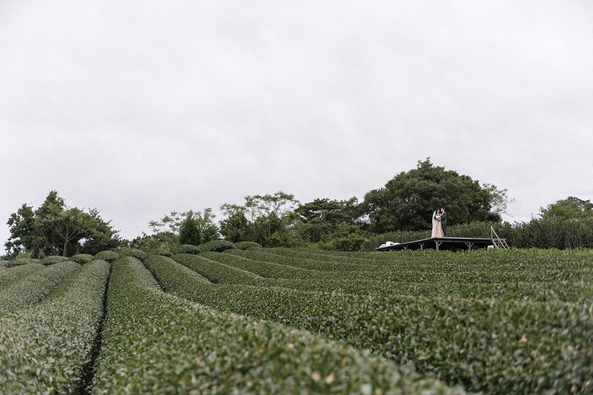 Rounded rows of green tea lead up to a wooden deck on the Nihondaira hilltop in Shizuoka, where a couple stand for their elopement in Japan.