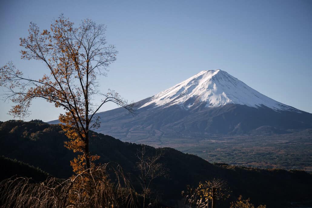 Mount Fuji under a clear blue sky, seen from the hill above Kawaguchiko, with a bare autumn tree and forested ridges below.