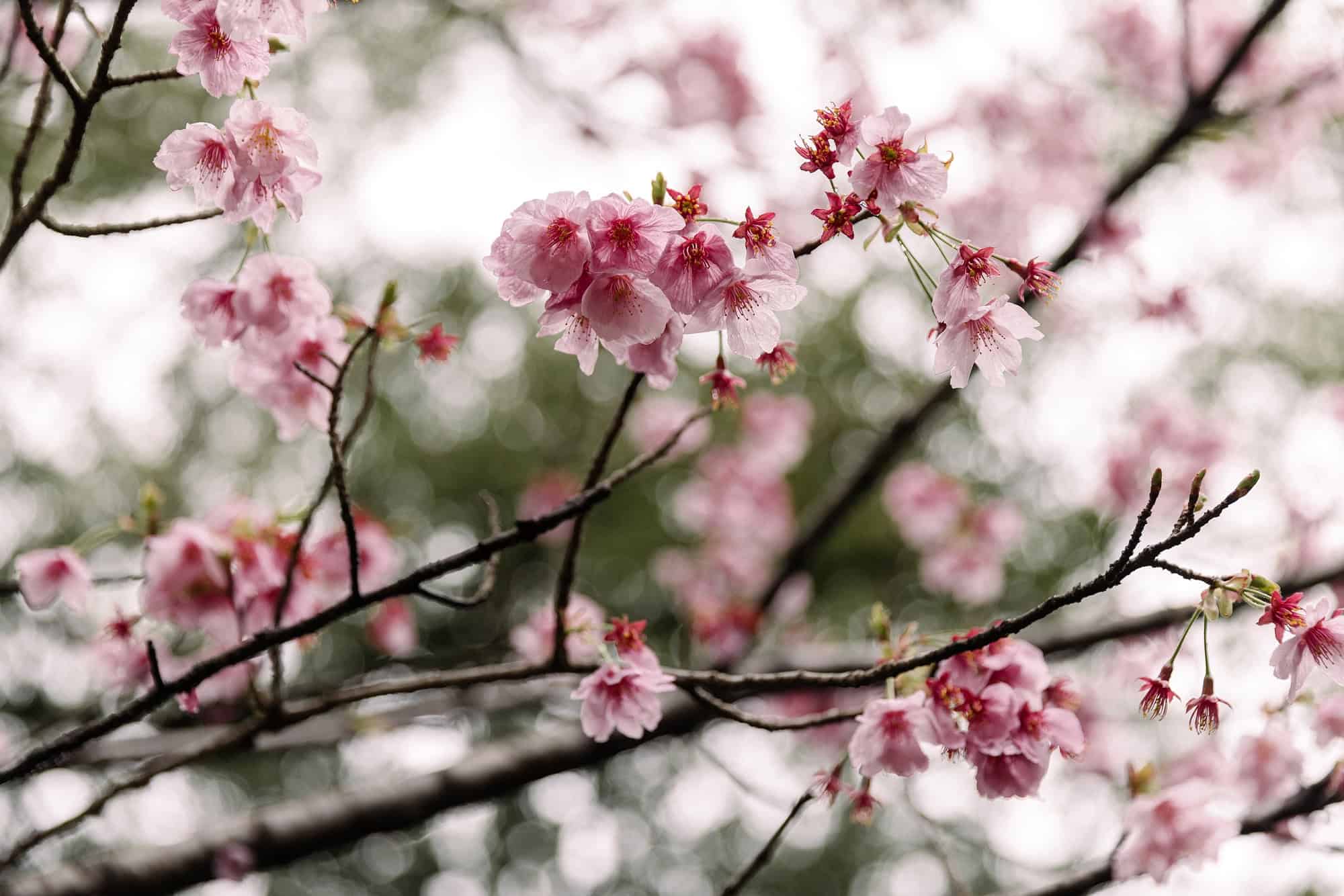 Pink cherry blossom crowds bare branches above a ryokan garden in Tsurumaki Onsen in late March, the brief peak of a spring wedding in Japan.
