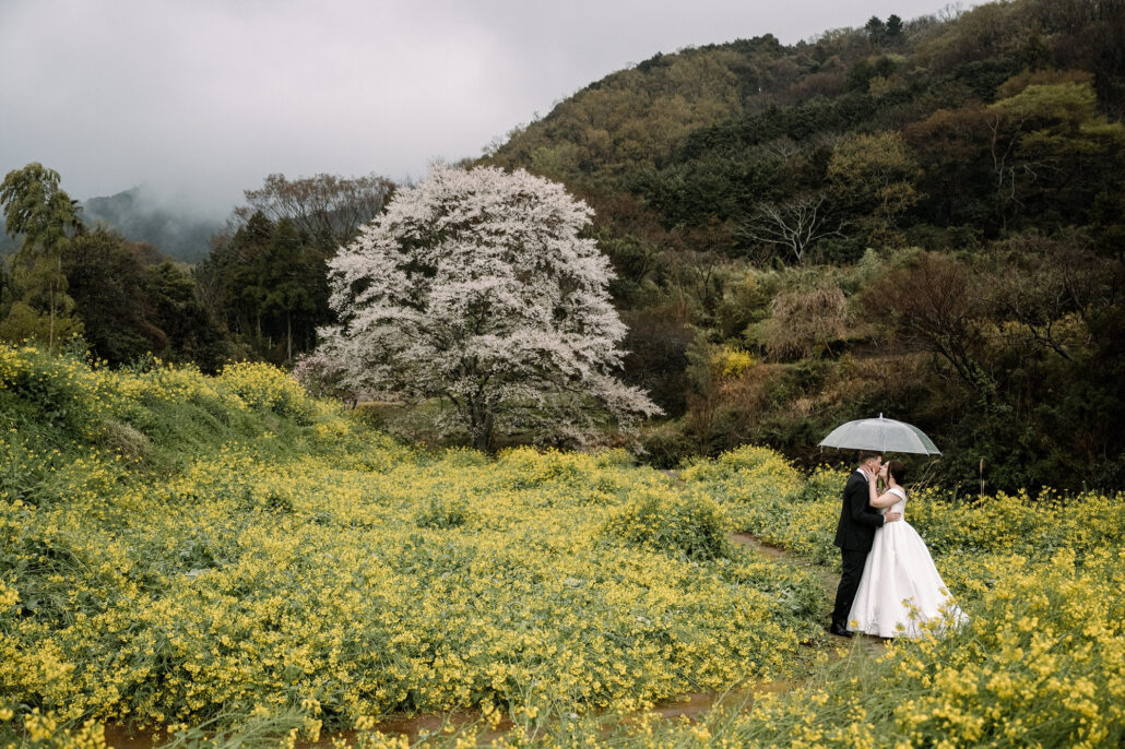 The couple stand small under a clear umbrella in a field of yellow nanohana, a great cherry tree in blossom and misty hills behind.