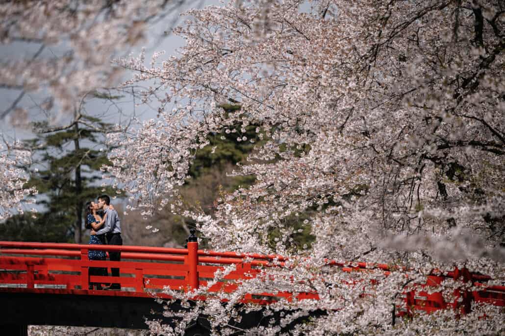 Through branches heavy with cherry blossom, the engaged couple kiss on a vermilion bridge in Hirosaki Park, with dark pines behind them.