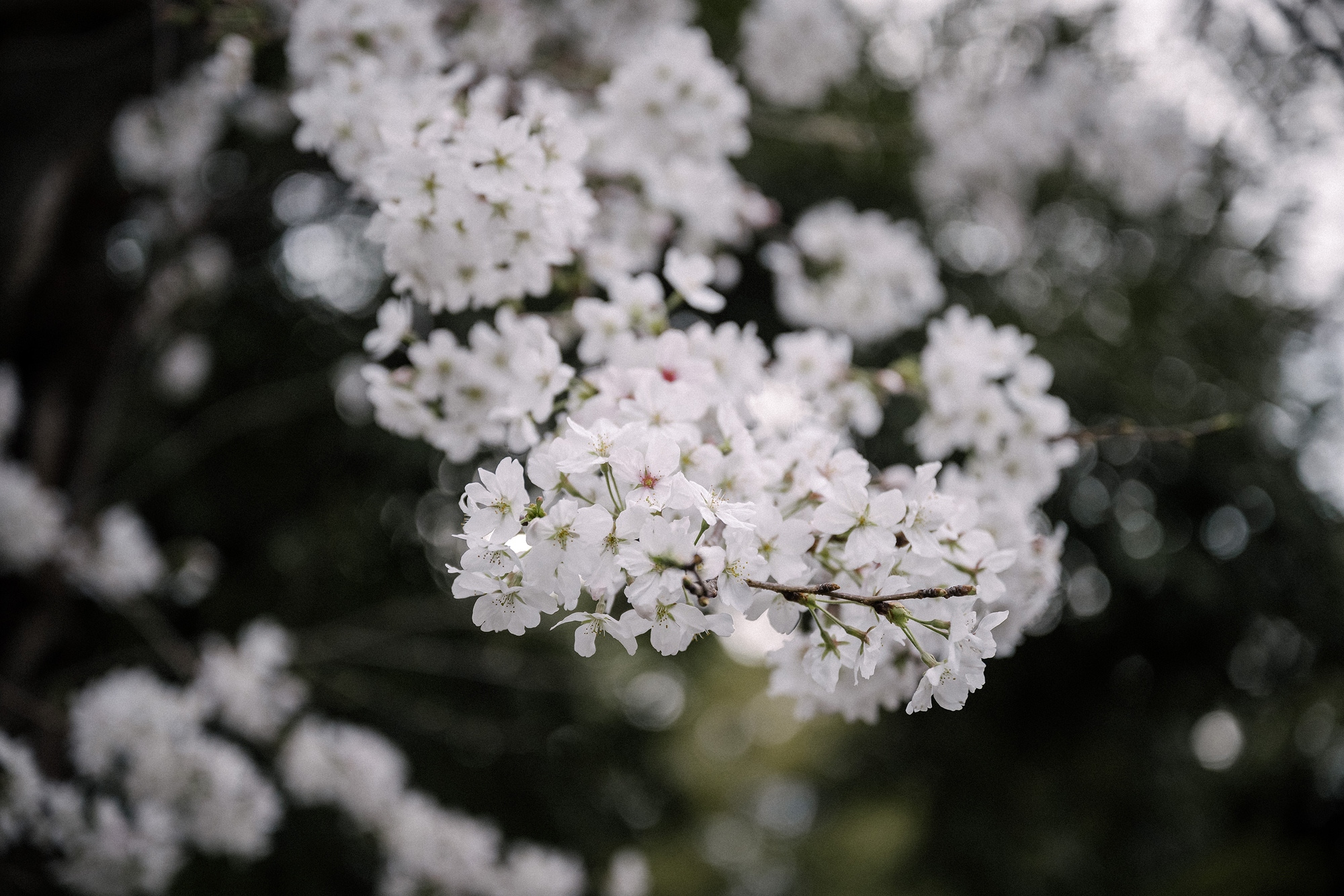 White cherry blossom clusters open on a dark branch in late March, the few days every spring wedding in Japan is planned around.