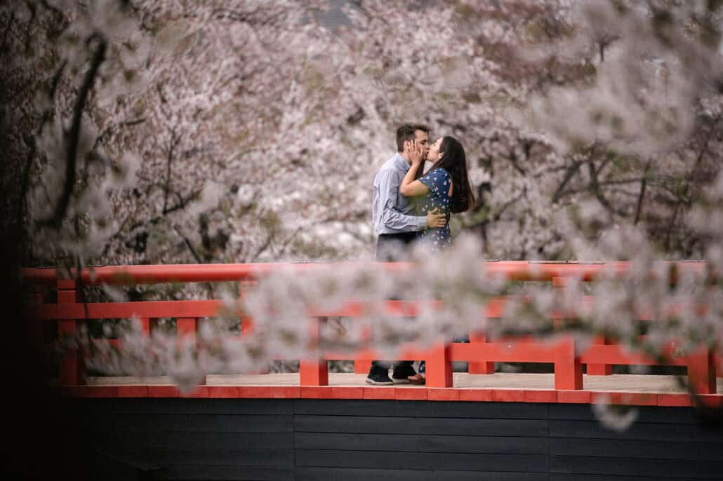 Seen through soft pink cherry blossom, the engaged couple kiss on a vermilion bridge in Hirosaki Park.
