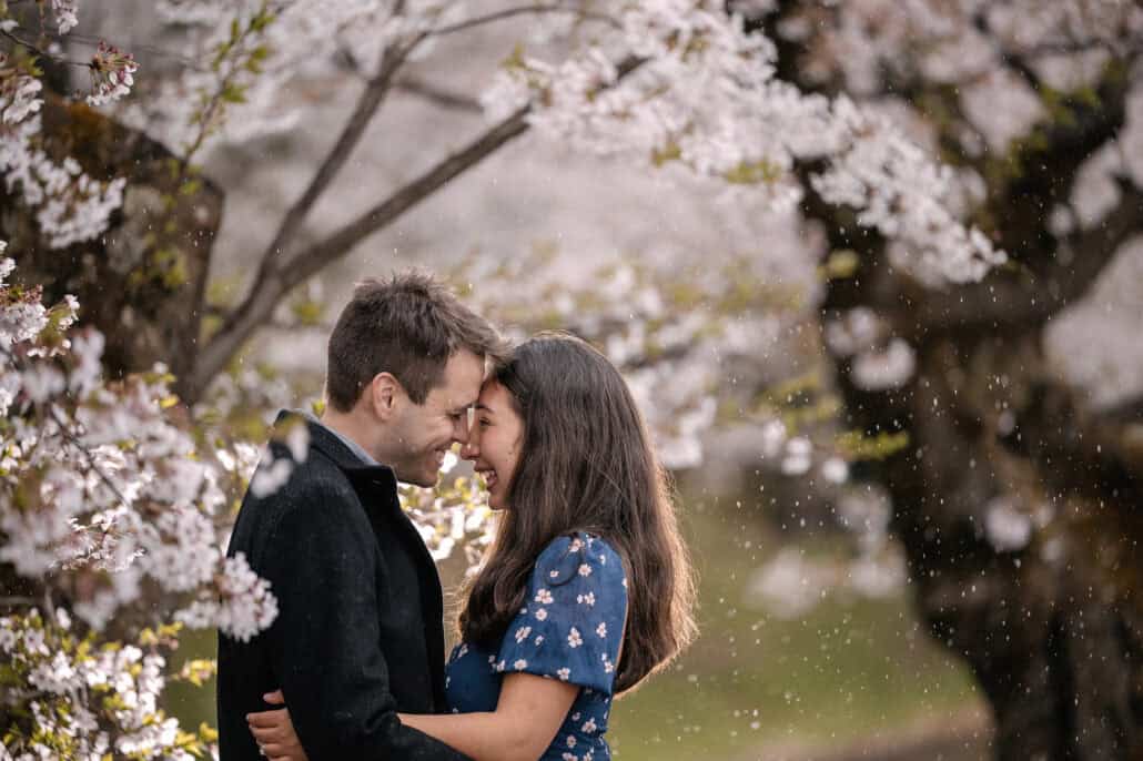 Forehead to forehead under cherry trees in Hirosaki Park, the engaged couple smile as petals drift down around them.