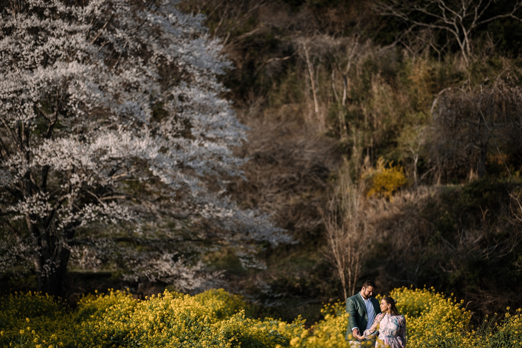 A couple stands small at the edge of a valley of yellow nanohana below a great white cherry tree, on a post-wedding photoshoot in Japan in spring.