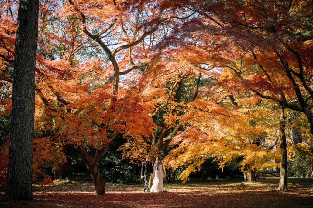 A grove of orange and gold maples at peak autumn in Kyoto, the couple small among the trees.