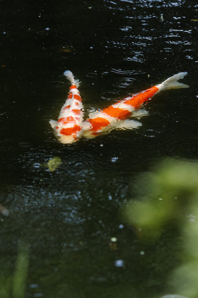 Two orange and white koi turn in the dark water of the pond at Jinya.
