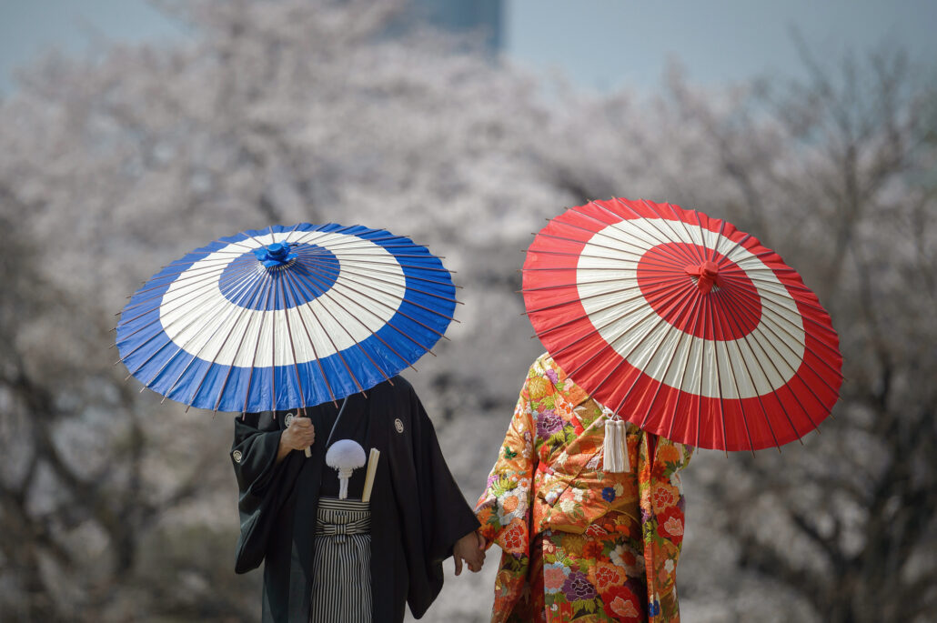 Under blue and red janome paper umbrellas, a groom in montsuki and a bride in a floral iro-uchikake hold hands before cherry blossom.