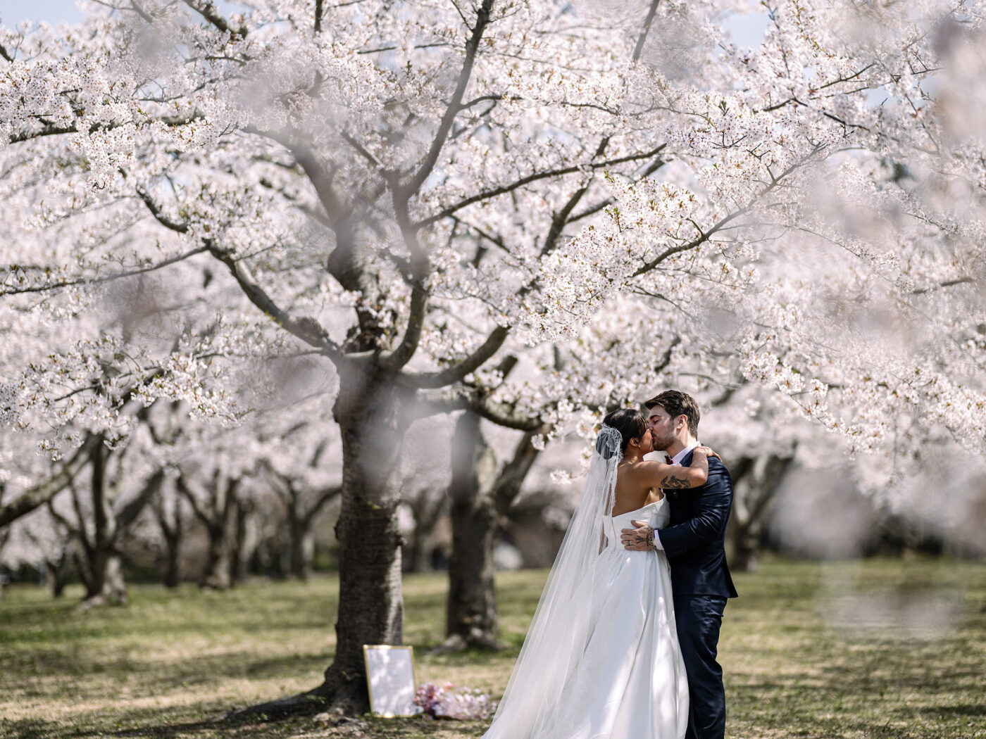 The bride and groom kiss under a great cherry tree in full bloom at their cherry blossom wedding in an Aomori grove in late April.