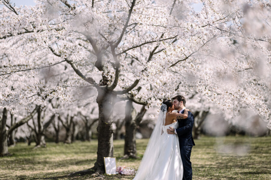The bride and groom kiss under a great cherry tree in full bloom at their cherry blossom wedding in an Aomori grove in late April.