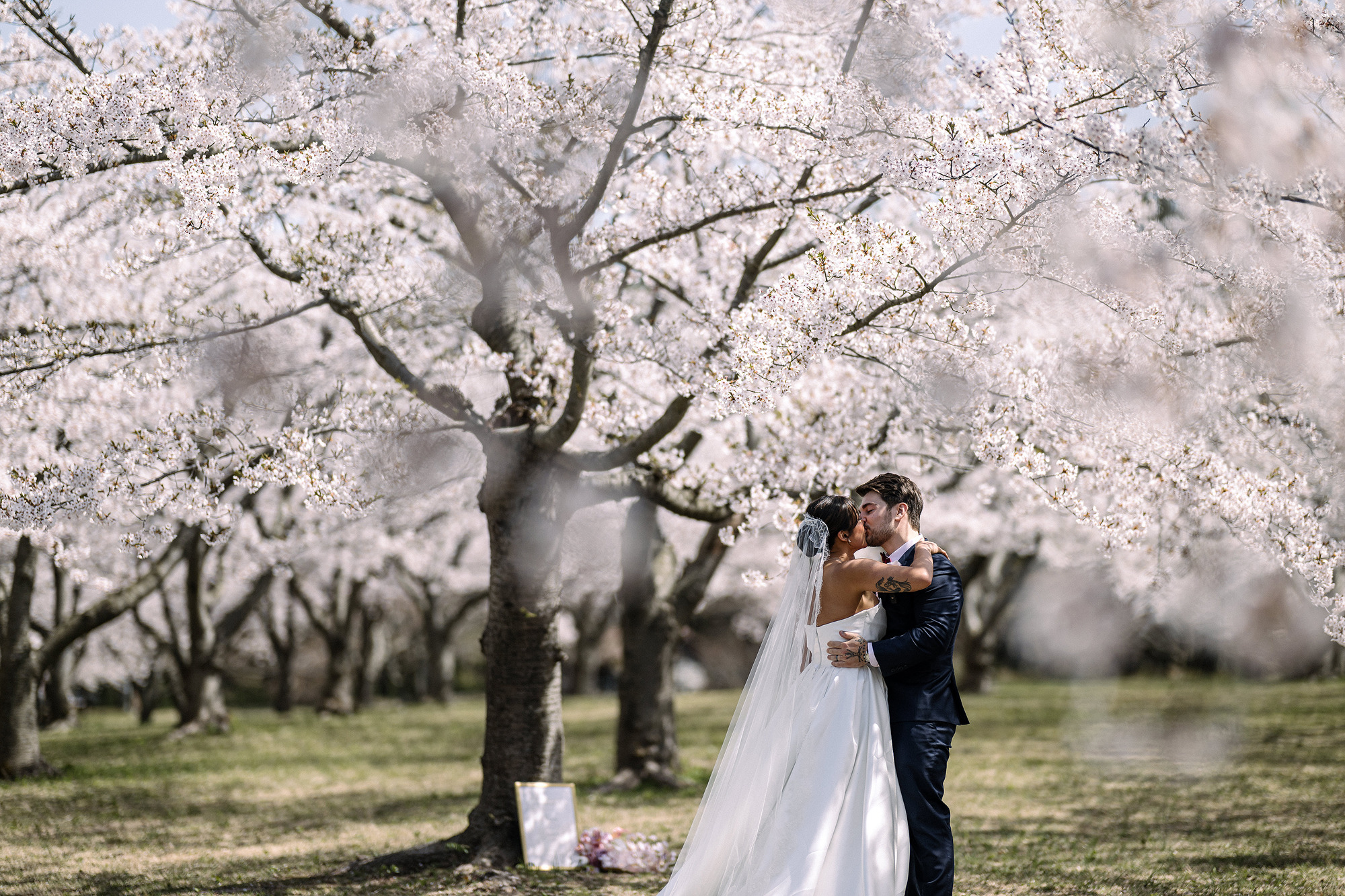 The bride and groom kiss under a great cherry tree in full bloom at their cherry blossom wedding in an Aomori grove in late April.