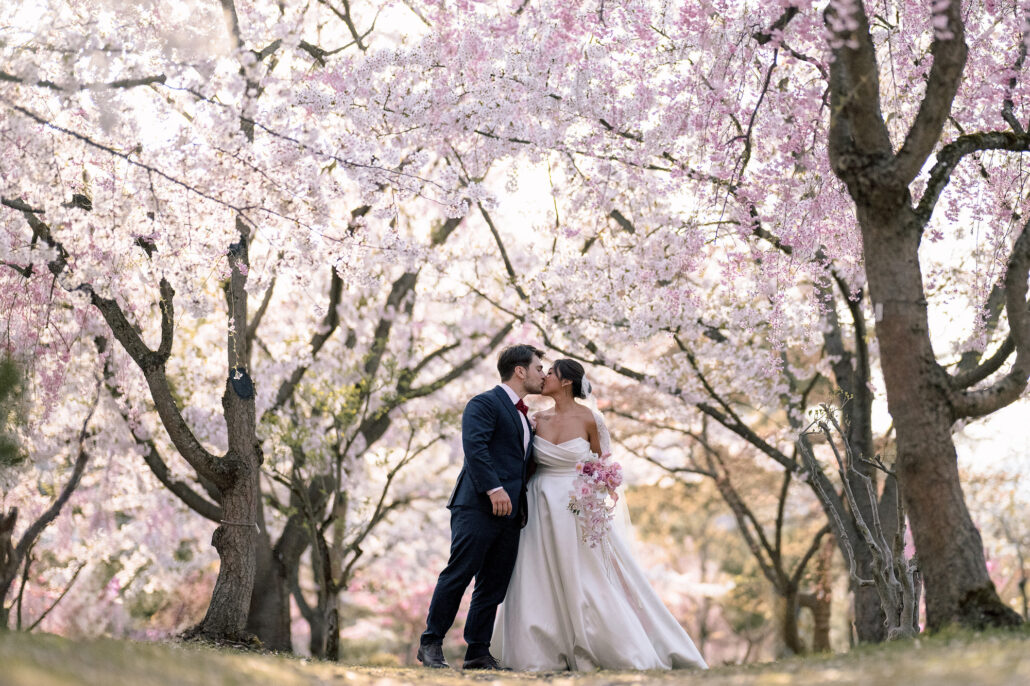 The bride and groom kiss between the trunks of old cherry trees in full bloom in Aomori.