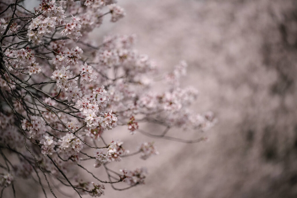 Fine blossom branches reach across a blurred pink background, a soft spring detail taken during cherry blossom season in Tokyo.