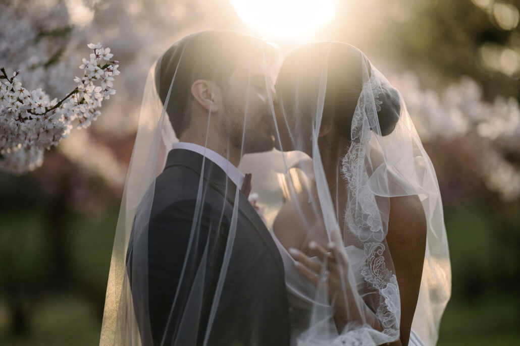 The couple kiss beneath her veil as the late sun breaks through cherry blossom in Aomori.