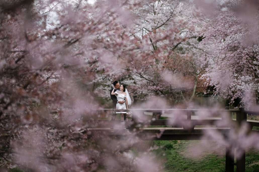 The couple stand on a small bridge framed by soft pink cherry blossom at Fuji Five Lakes in the early morning.