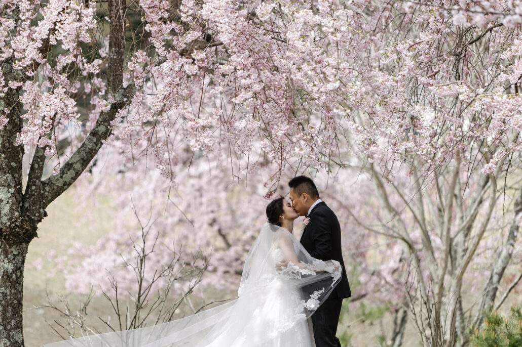 The bride and groom kiss beneath cherry trees in full bloom at Fuji Five Lakes in mid April, her veil trailing over the grass.