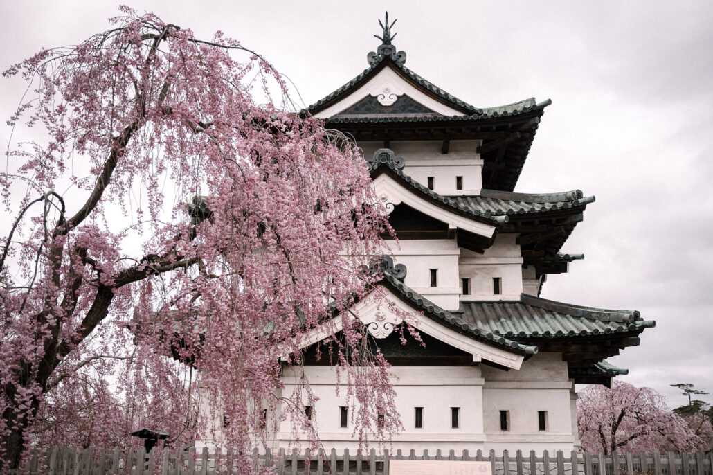 Hirosaki Castle's white keep rises behind a pink weeping cherry in full bloom.